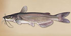 TakeMeFishing Channel Catfish