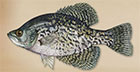 TakeMeFishing Crappie-Black