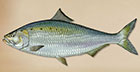 TakeMeFishing Shad-American